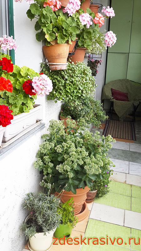 Ochitok_na_balkone Ochitok_na_balkone