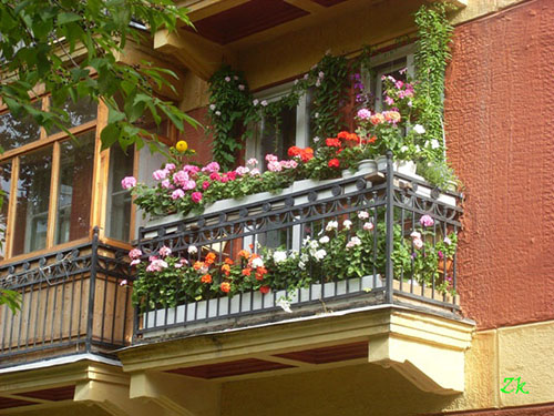 Герань на балконе
