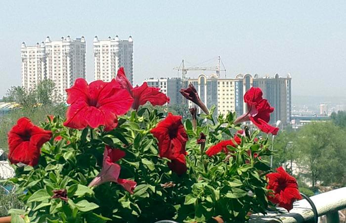 Kak_uhazgivat_za_petuniey_na_balkone