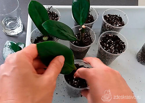 Замиокулькас размножение листом пошагово -фото 3